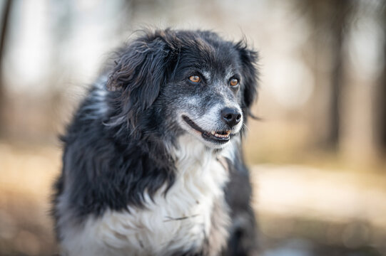 Detailed outdoor portrait of a happy senior black and white mixed breed dog with intelligent amber eyes and a distinguished grey face, looking contentedly into the distance against a warm, soft bokeh