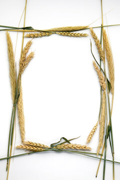 Decorative frame of dry ears of wheat on a white background. Template for text
