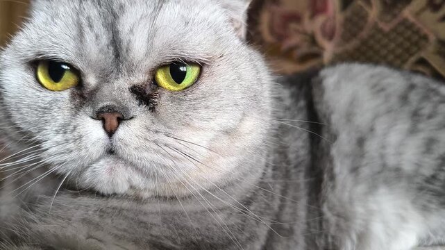 Adorable grey scottish fold tabby cat are squat on white bed in the room.