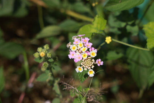 single lantana or tickberry or Ari poo in the morning sun light. putus flower on the plant