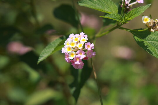 single lantana or tickberry or Ari poo in the morning sun light. putus flower on the plant