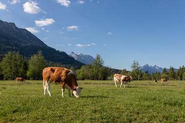 Obraz premium Bavarian Cows Grazing In Alpine Meadow Landscape