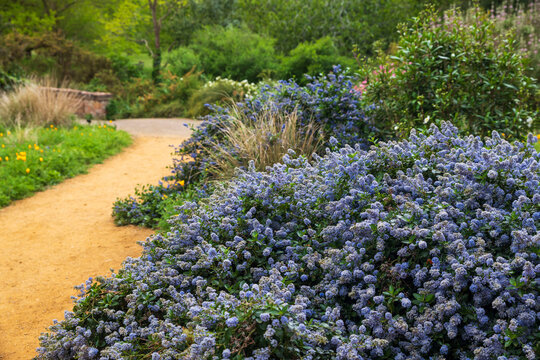 Lush blue ceanothus bushes blooming heavily next to a winding dirt pathway under a soft overcast sky in a park.