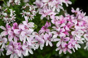 Fototapeta premium Close-up of pink pelargonium flowers with dark purple patterns on petals.