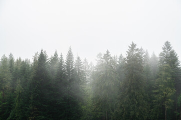 Coniferous forest treeline under overcast sky and fog © Julija