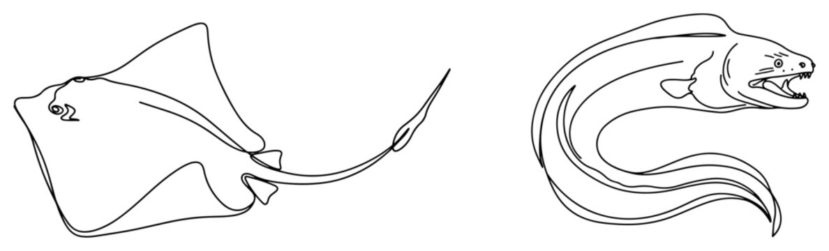 Marine life collection featuring stingray and moray eel in continuous line drawing