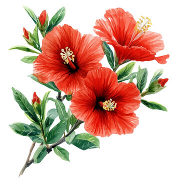 watercolor draw of Calliandra Flower, isolated on a white background.