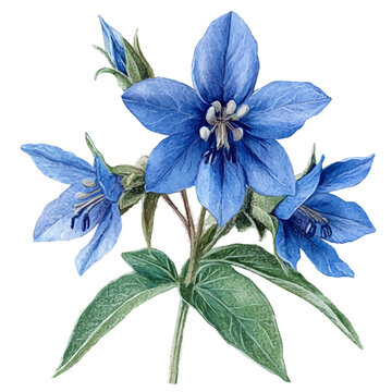 Borage Flower, playful watercolor vector painting with subtle shadowing and soft gradients, isolated on a white background.