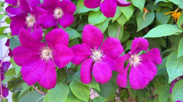 Beautiful purple clematis flowers blooming on a vine in a summer garden close up