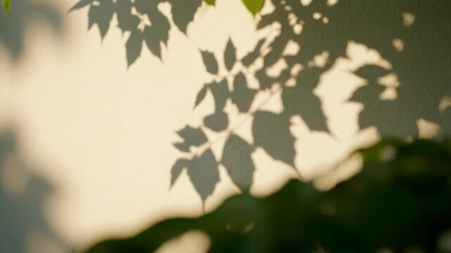 Gentle sunlight casts dancing leaf shadows on a textured wall. Peaceful natural patterns create a serene and tranquil atmosphere.
