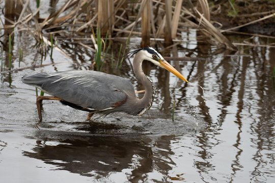 A great blue heron is fishing as it walks through the water on a spring day