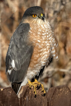 Sharp-shinned hawk (Accipiter striatus); Laramie, Wyoming 