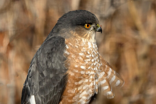 Sharp-shinned hawk (Accipiter striatus); Laramie, Wyoming 