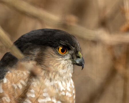 Sharp-shinned hawk (Accipiter striatus); Laramie, Wyoming 