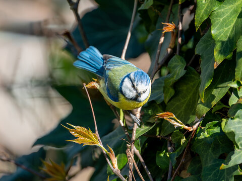 Eurasian Blue Tit looking at camera on branch with ivy, V&iacute;tkov park, Prague, Czech Republic