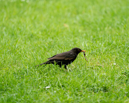 Common Blackbird male with earthworm in beak, V&iacute;tkov park, Prague, Czech Republic