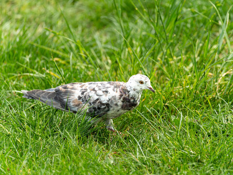 Common Pigeon with leucism walking on grass, V&iacute;tkov park, Prague, Czech Republic