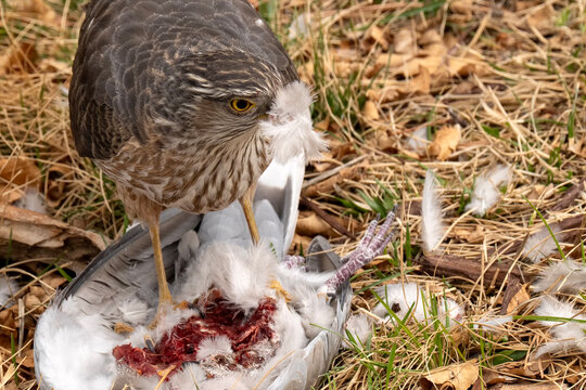 Sharp-shinned hawk (Accipiter striatus) feeding on Collared dove; Laramie, Wyoming 