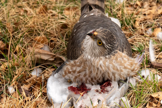 Sharp-shinned hawk (Accipiter striatus) feeding on Collared dove; Laramie, Wyoming 