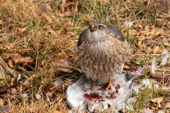Sharp-shinned hawk (Accipiter striatus) feeding on Collared dove; Laramie, Wyoming 