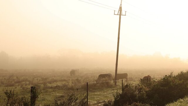 cattle grazing in fog enshrouded meadow at sunrise, Stanford, South Africa