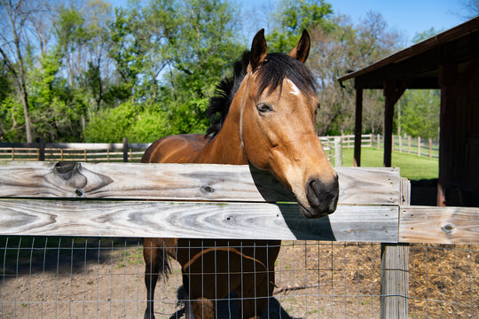 Horse in stable