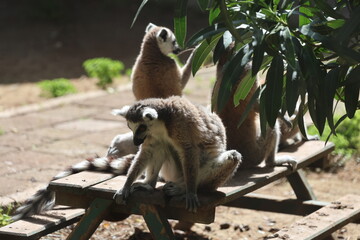 Naklejka premium Lemurs sunbathing bench.High quality 4k footage