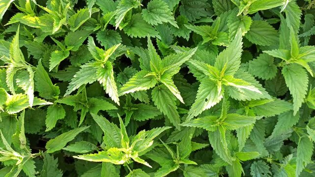 natural green fresh nettle growing naturally . top view