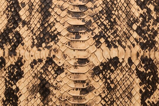 Python skin scale pattern