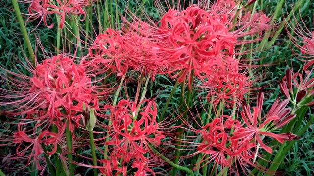 Kinchakuda Manjushage Park, located in Hidaka, Saitama Prefecture, Japan, is home to the Lycoris radiata flower, also known as the red spider lily, the flower of hell, or Higanbana in Japan.	
