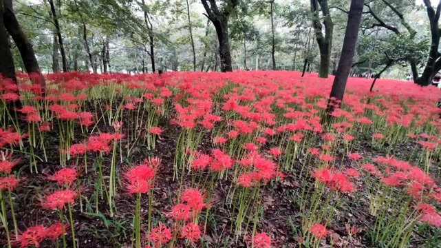 Kinchakuda Manjushage Park, located in Hidaka, Saitama Prefecture, Japan, is home to the Lycoris radiata flower, also known as the red spider lily, the flower of hell, or Higanbana in Japan.	