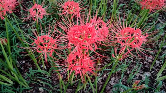 Kinchakuda Manjushage Park, located in Hidaka, Saitama Prefecture, Japan, is home to the Lycoris radiata flower, also known as the red spider lily, the flower of hell, or Higanbana in Japan.	
