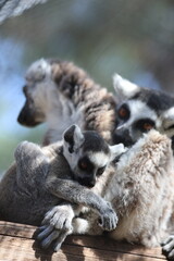 Naklejka premium Lemurs sunbathing bench.Lemurs cuddling tree. High quality 4k footage