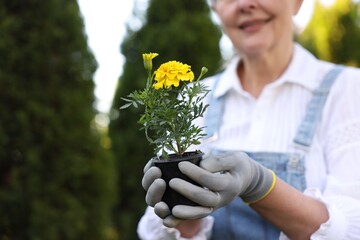 Obraz premium Gardening season. Senior woman holding pot with flowers outdoors, closeup. Space for text