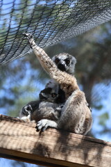 Naklejka premium feeding a baby lemur.Lemurs perched together. mom, baby. Touching care.High quality 4k footage