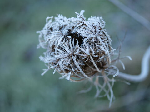 Vereiste Wildblume - Nah, Makro