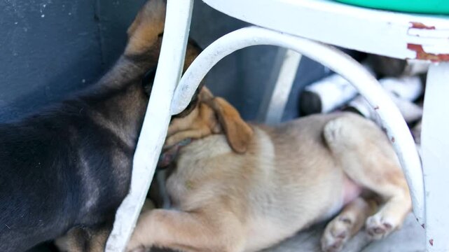 Two adult dogs, one black and one brown, play energetically under a white chair.open mouths wide and gently bite each muzzles in typical playful interaction, showing natural canine behavior. 