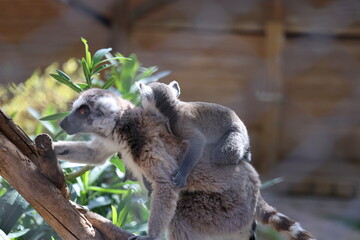 Naklejka premium Lemurs climbing tree.High quality 4k footage
