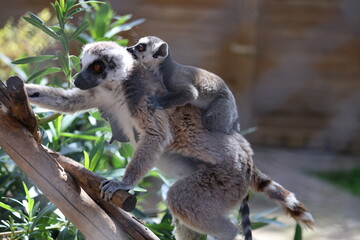 Naklejka premium Lemurs climbing tree.High quality 4k footage