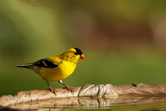 Goldfinch (Spinus tristis) drinking at bird bath; Laramie, Wyoming
