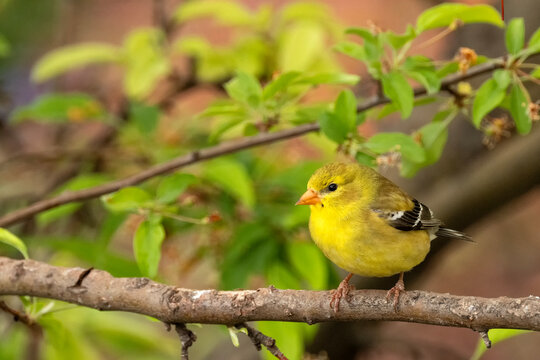 Goldfinch (Spinus tristis) in crabapple tree; Laramie, Wyoming