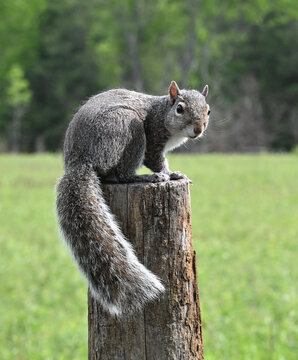 Squirrel on Fencepost