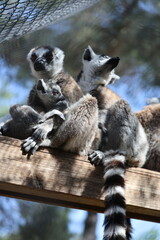 Naklejka premium Lemurs sunbathing bench.Lemurs cuddling tree. High quality 4k footage