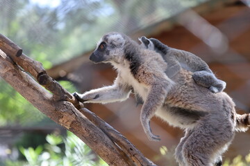 Obraz premium Lemurs climbing tree.High quality 4k footage