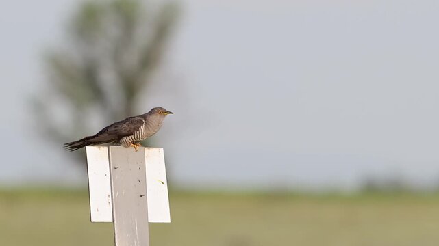 A common cuckoo (Cuculus canorus) calling in its natural wild habitat. The bird is perched in a natural environment and actively vocalizing.