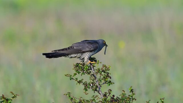 A common cuckoo (Cuculus canorus) flies in and lands on a bush holding a caterpillar in its beak, then feeds on it. Slow motion footage capturing natural hunting and feeding behavior in a wild habitat