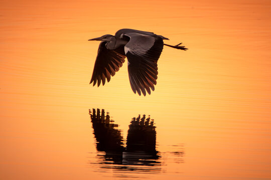 Fischreiher in der Abendd&auml;mmerung