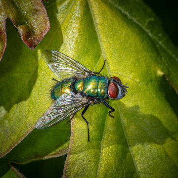 Insekten Makroaufnahme