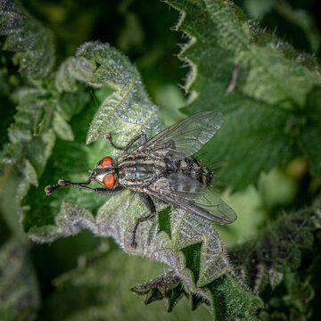 Insekten Makroaufnahme