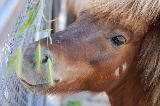 Shetland pony profile.Pony sandy background. High quality 4k footage